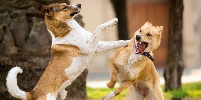 为什么狗狗屁股会粘在一起？（探讨狗狗屁股粘在一起的原因及解决方法）