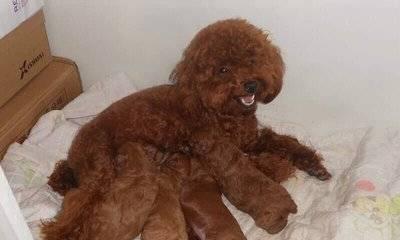 狗怀孕后的饮食指南（了解狗狗怀孕后的营养需求，让它们健康快乐度过孕期）
