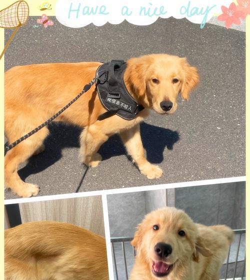 金毛两个月大的营养需求与饮食搭配（金毛幼犬如何科学饲养，合理满足其生长需要）