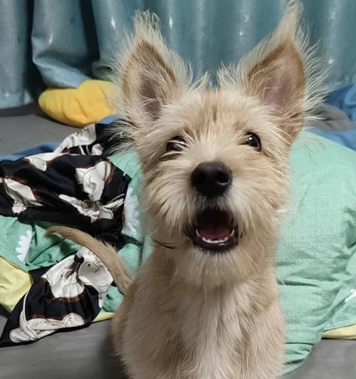 梗猎犬（揭秘梗猎犬的世界，探索其独特的品种特征和性格魅力）