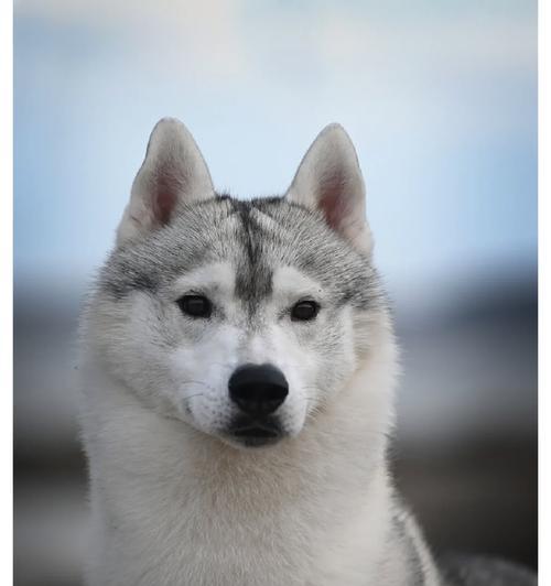 哈士奇幼犬的绒毛脱落时间及原因分析（探究哈士奇幼犬绒毛脱落的周期和影响因素）