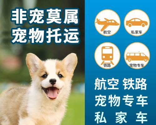 狗的检疫证明要求和程序（了解狗的检疫证明，为你的宠物提供安全保障）