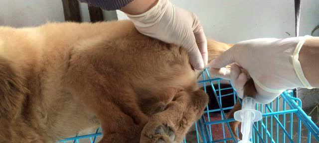以狗灌肠喂什么影响？（探讨狗灌肠喂食对犬只健康的影响）