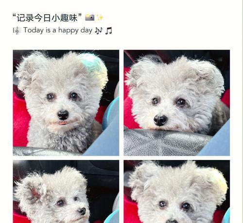 泰迪耳朵没毛原因及治疗方法（探究泰迪耳朵没有毛的可能病因和有效治疗方式）