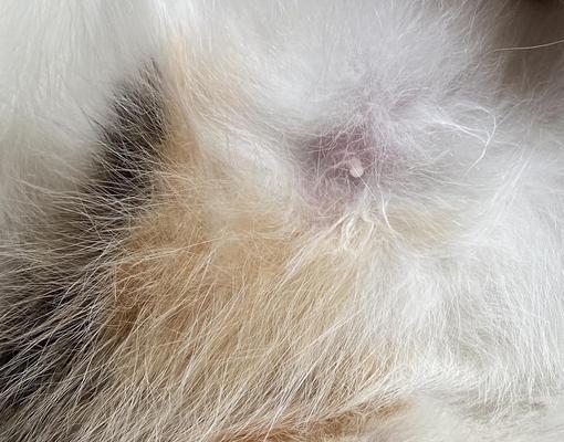 揭秘猫咪假孕（猫咪假孕的表现及处理办法，让你了解它们更多）
