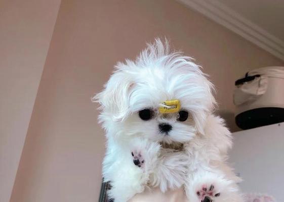 西安宠物店——宠物与你相伴的天堂（探访西安宠物店，让爱宠的选择更加全面多样）