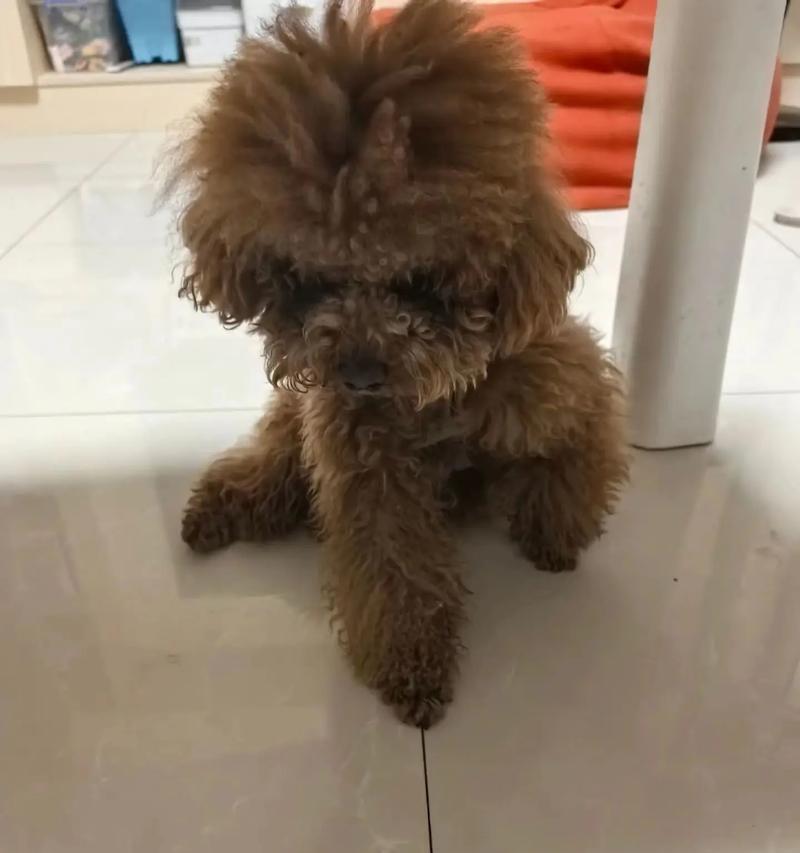 拯救爱宠（给予无家可归的狗狗一个温暖的家园）