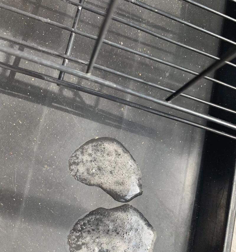 狗为什么总是吐？（探究狗吐的原因及预防措施）
