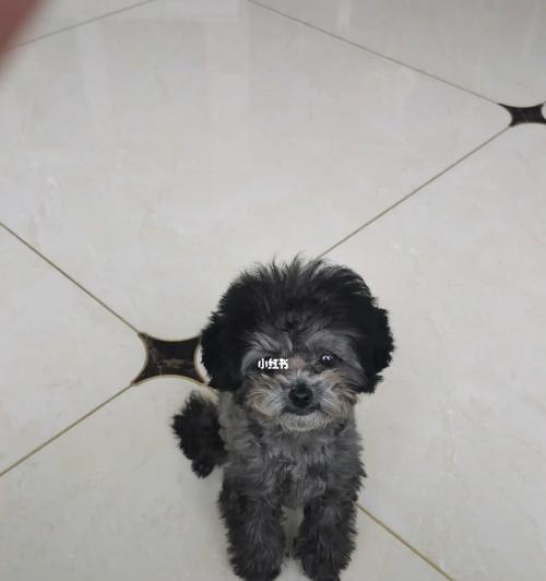 探索四个月大灰色泰迪的成长之路（从可爱幼犬到聪明伴侣，灰色泰迪成长的秘密揭秘）