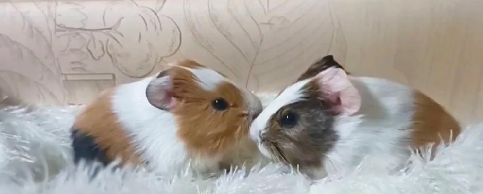 荷兰猪生宝宝后的饮食需求（荷兰猪幼崽饲养的关键是什么？）