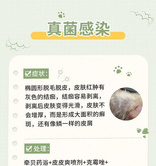 狗狗毛囊炎的成因和治疗方法（揭开狗狗毛囊炎的谜团，帮助你的宠物重获健康）