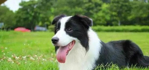 选择最适合我们的犬只——如何挑选合适的宠物犬？（挑选合适的犬只需了解这些关键因素）