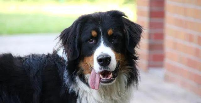 新西兰嗅探犬（揭秘新西兰嗅探犬的品种及特点）