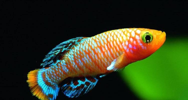 迷人的热带鱼世界（探索色彩斑斓的海底奇观）