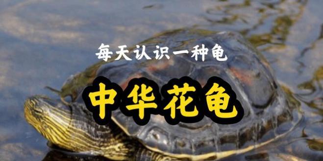 中华花龟前脚肥大的原因（探究中华花龟为什么前脚肥大）