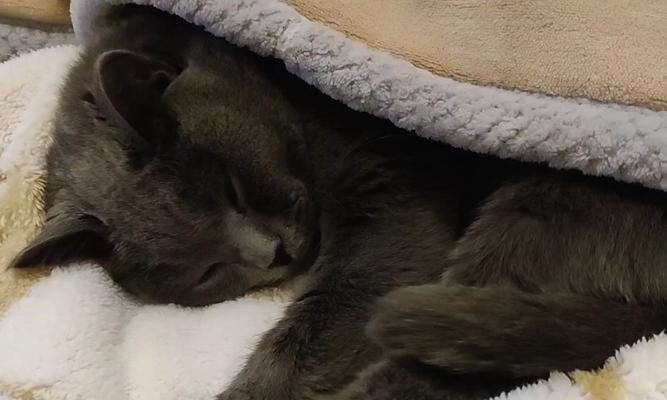猫为什么喜欢睡在门口（探究猫咪对门口的偏好及原因）