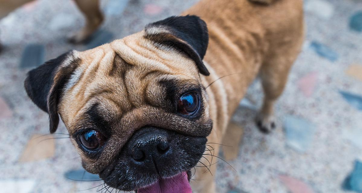 探秘以巴哥犬的褶皱之谜（深入了解以巴哥犬的特殊外貌特征及形成原因）