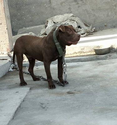 中国战犬（中亚牧羊犬）