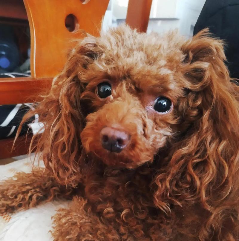 贵宾犬的食谱探究（揭秘贵宾犬最爱的美食，为您的宠物提供最佳营养）