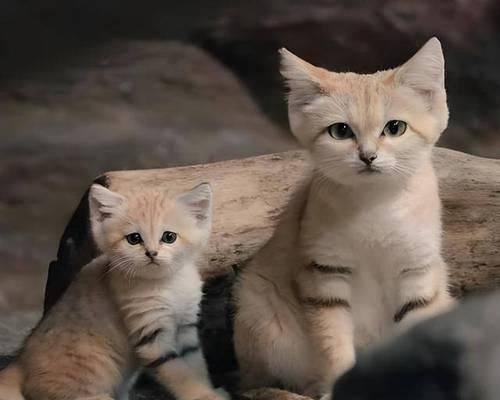 猫与狗（猫狗共生，相伴一生的幸福时光）