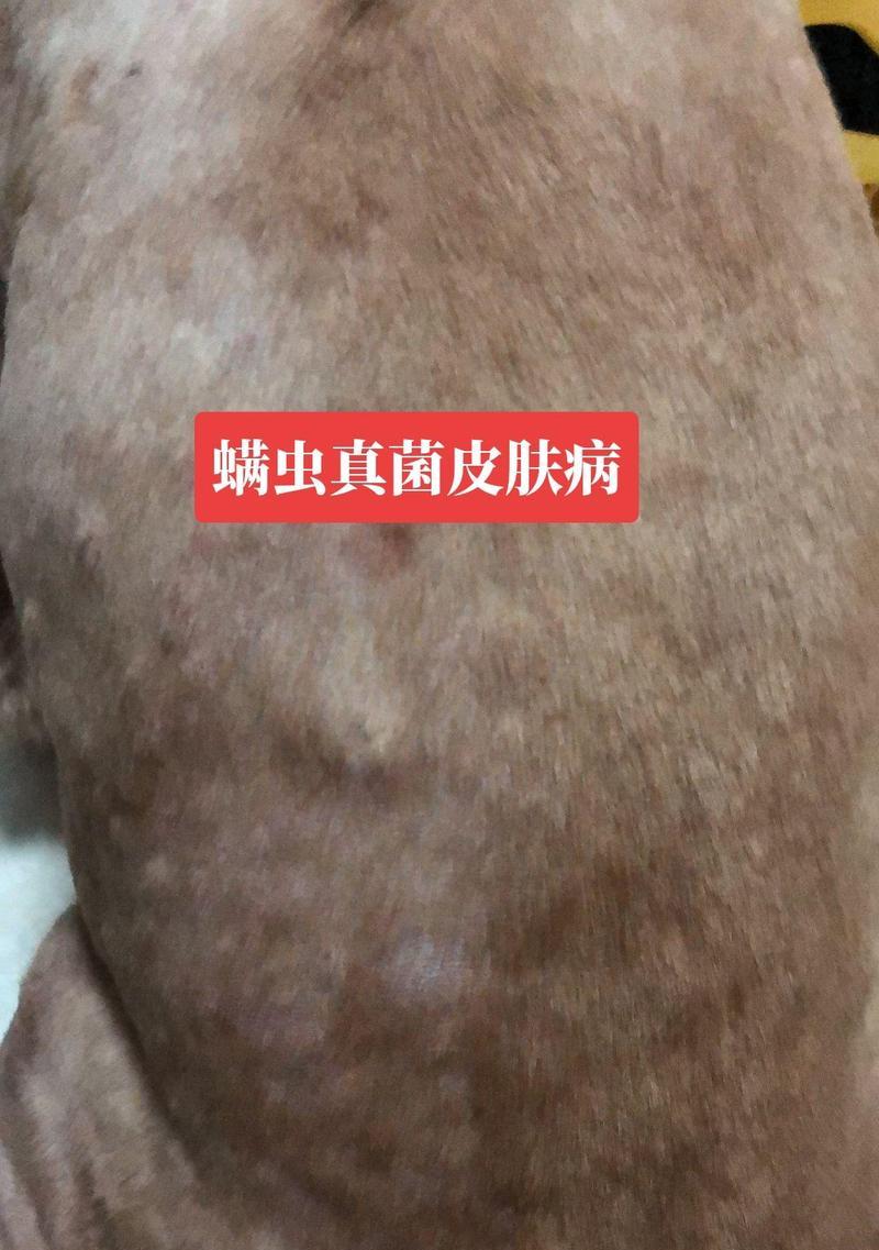 揭秘狗真菌皮肤病的症状与治疗方法（探寻狗真菌皮肤病的危害和防治措施）
