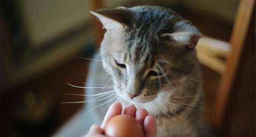 猫吃鸡蛋的好处（探寻猫吃鸡蛋的营养益处）