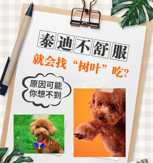 泰迪犬晨间补充钙片的重要性（宠物健康，从早晨开始）