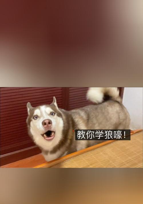 探秘哈士奇狼嚎之谜（了解哈士奇狼嚎行为的原因和意义）