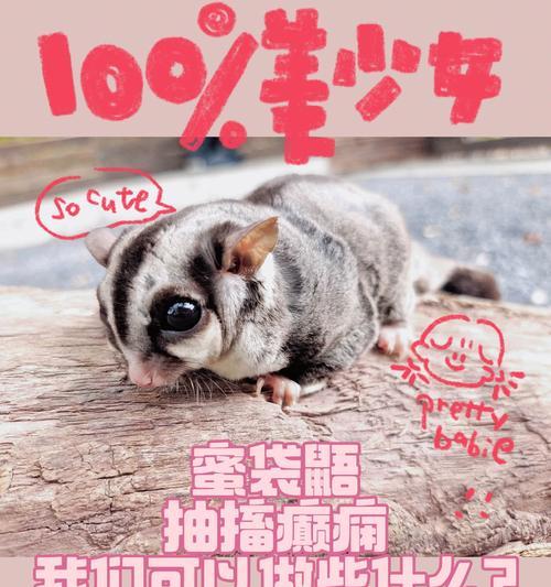 狗癫痫（探索狗癫痫的症状、诊断和治疗方法）