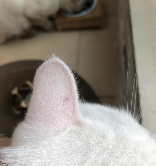 猫耳朵热红的原因及解决方法（揭秘猫耳朵为何会变红及有效的护理方法）