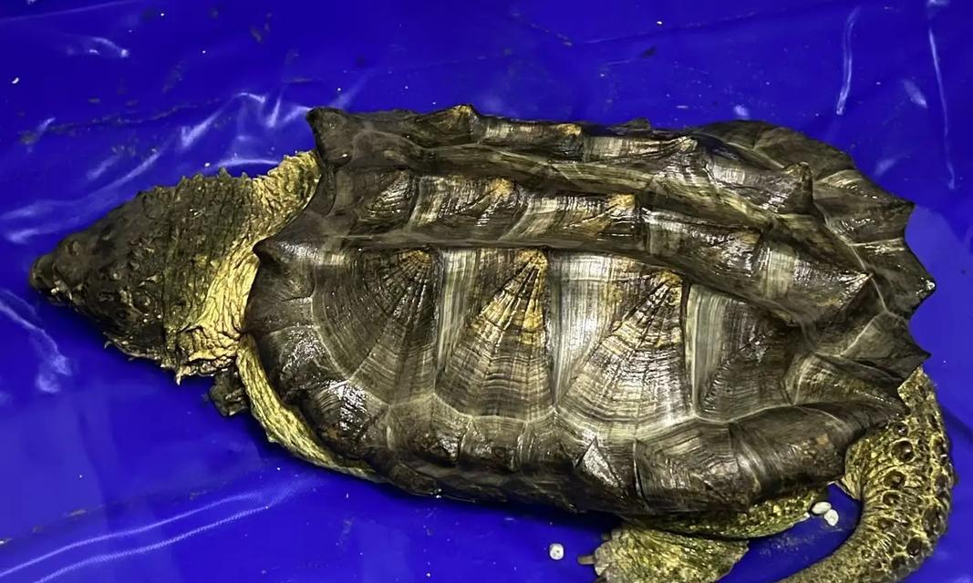探索以鳄龟为主题的神奇世界（与古老生物共舞，揭秘鳄龟的奥秘）