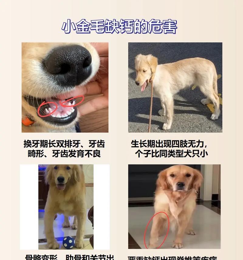 金毛为什么牙齿长不齐（了解金毛牙齿生长的原因和解决方法）