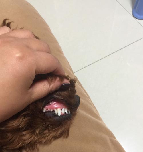泰迪犬牙齿的生长过程及注意事项（了解泰迪犬牙齿的生长周期，让它健康快乐的成长吧）