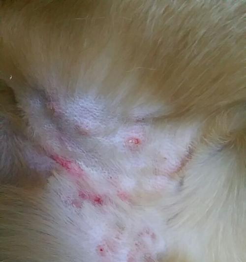 狗狗乳头结痂的原因及治疗方法（探究乳头结痂对狗狗的影响，及时处理问题）