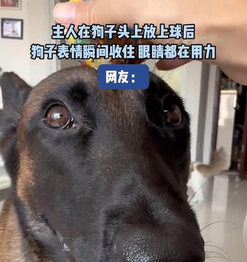 神秘的白毛狗——白顶狗的种类和特点（一撮白毛背后的独特魅力）