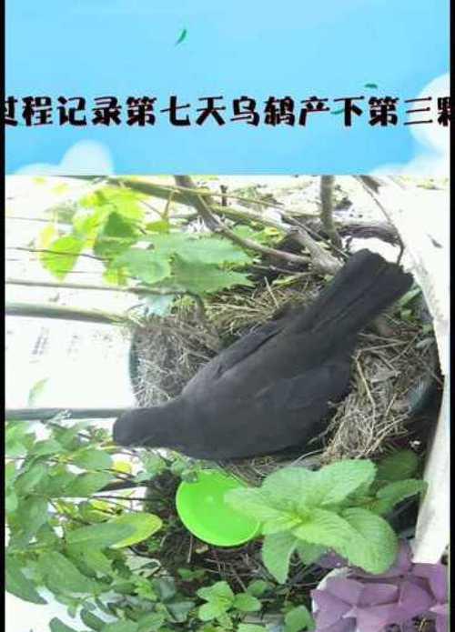 乌鸫鸟蛋的奇妙之谜（探索乌鸫鸟蛋的形态和特征）