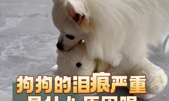 揭秘狗为何会有泪痕（泪痕问题解析，呵护宠物健康不容忽视）