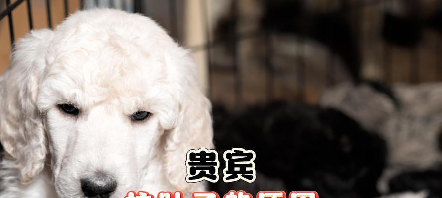 小狗拉肚子的原因及处理方法（了解小狗拉肚子的症状和常见原因，以及如何正确处理）