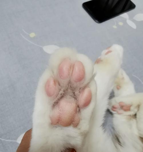 猫肉垫长硬东西的神秘之谜（揭开猫肉垫中长硬物的秘密，探索其成因与解决方法）