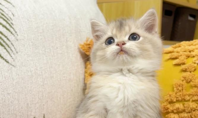 小奶猫突然离世的原因（揭秘小奶猫一夜之间的神秘死因）