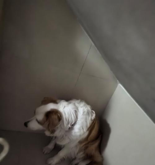 狗为何吃了什么会叫不出声？（狗叫声消失的原因及预防方法）