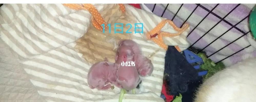 小兔子未满月的饮食秘密（揭秘小兔子未满月饮食习惯与健康营养）