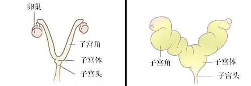 母狗眼睛分泌物的原因及处理方法（了解母狗眼睛分泌物的成因和预防措施，让母狗健康快乐生活）