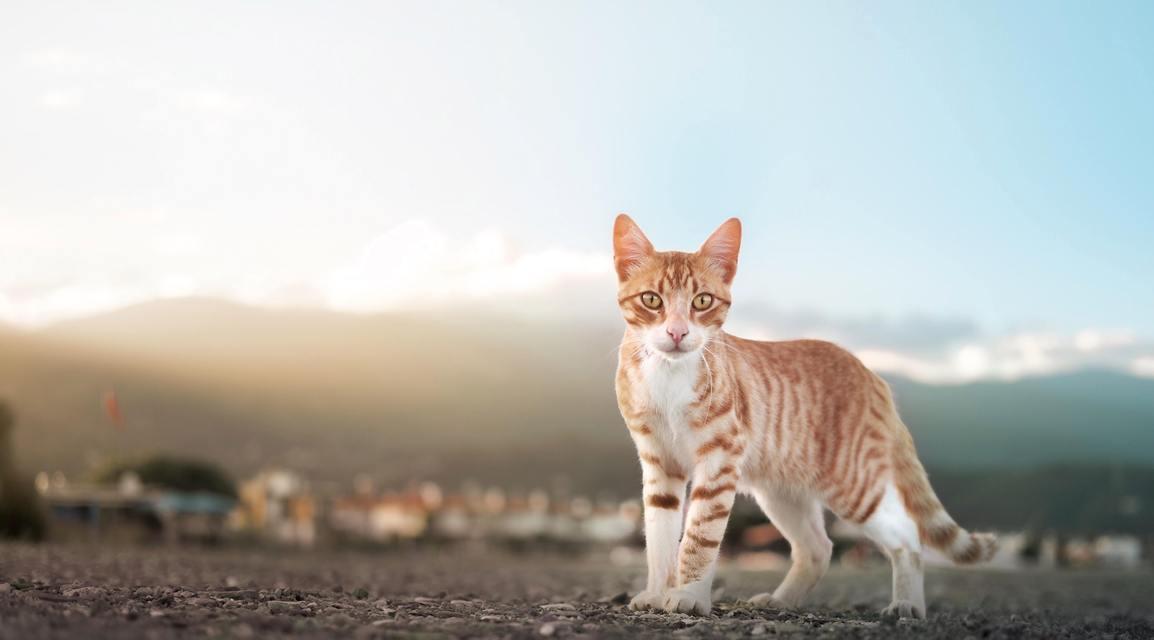 猫的抓本领与技巧大揭秘（探索猫咪独有的抓握能力和抓捕技巧，为你的宠物提供完美指南）