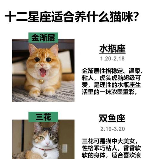 探秘猫咪的性格特点（了解猫咪的性格特点，让我们更亲近毛茸小伙伴）