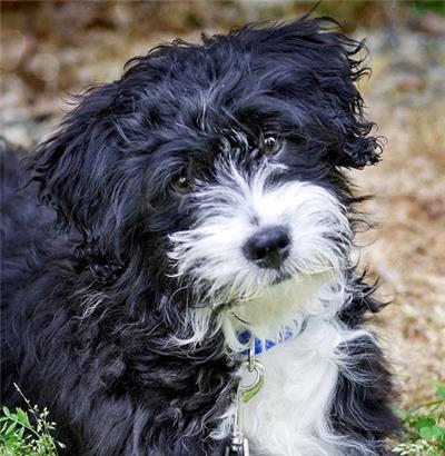 葡萄牙水犬（探索葡萄牙水犬的独特魅力与特点）