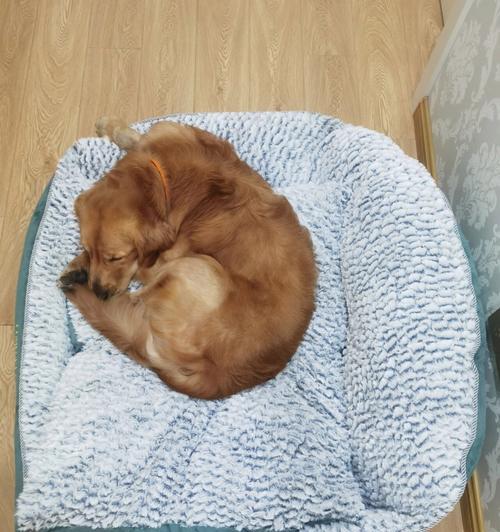 为什么狗狗不肯喝水？（揭秘狗狗对水源的抵触情绪与可能原因）