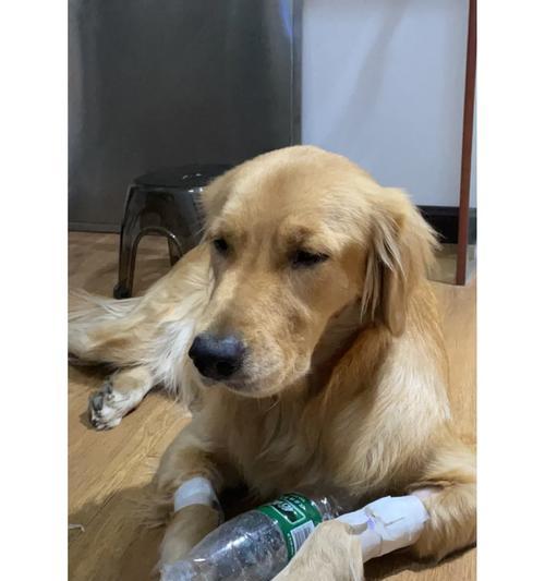 金毛得了犬瘟，如何合理安排饮食？（金毛犬瘟饮食调理，）