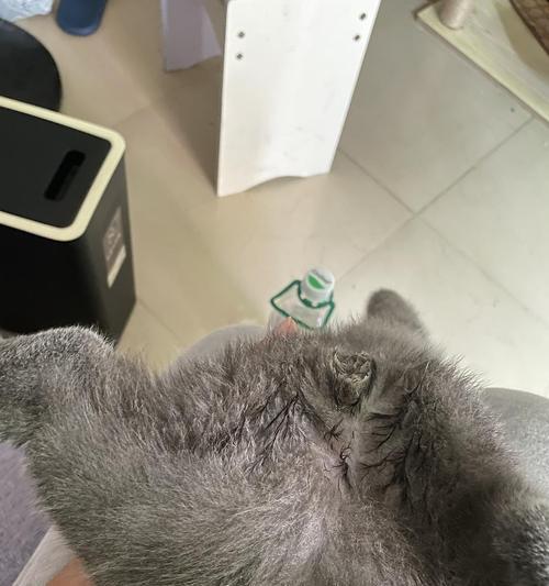 为什么猫咪身上有尿味？（探索猫咪尿味的原因及解决方法）