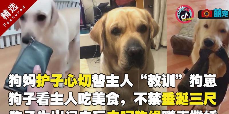 狗为什么会叼东西给主人（探究狗狗给主人叼东西的原因及意义）